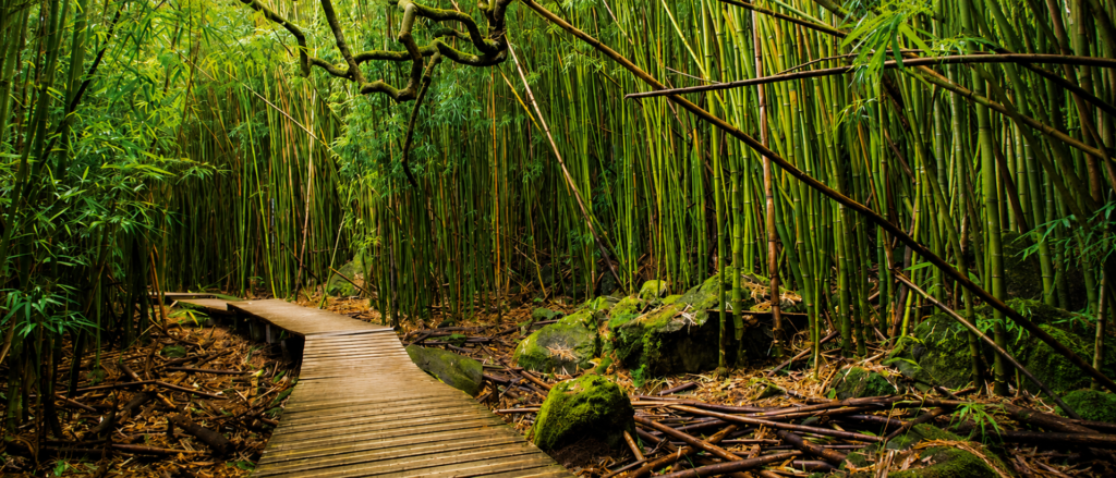 bamboo forest on road to hana tour at Pīpīwai Trail